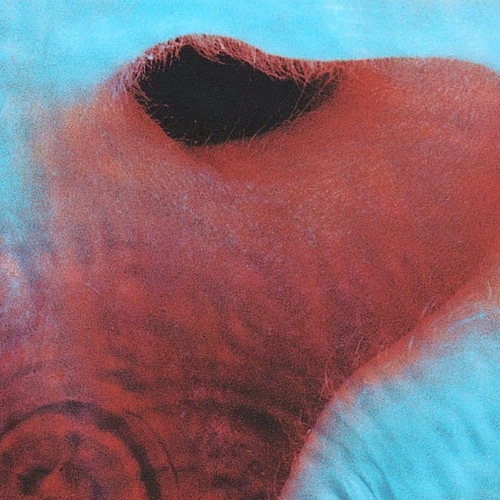 http://netsvetaev.com/files/gimgs/th-39_Pink-Floyd-Meddle-Album-Photo.jpg